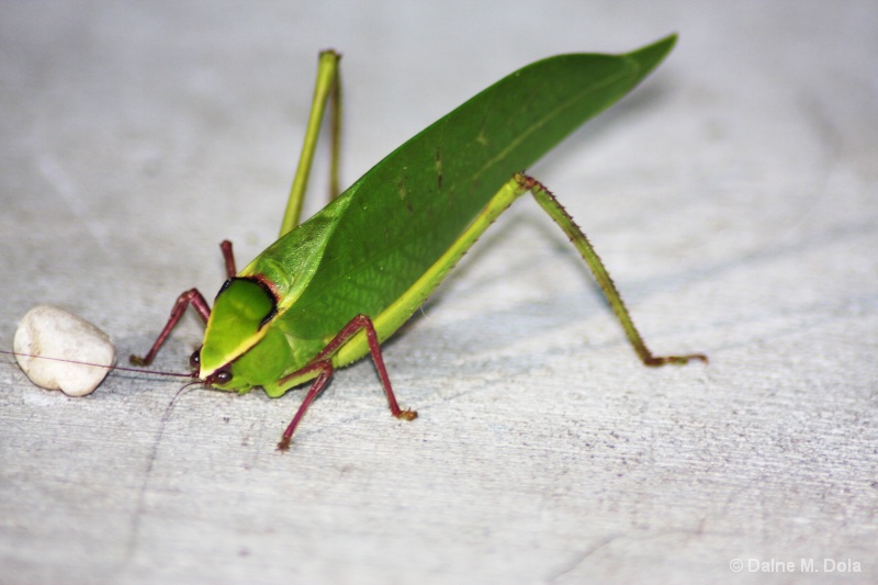 Green Leaf Bug