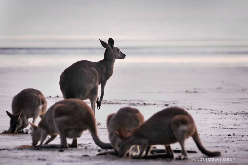 Kangaroos at Cape Hillsborough,NQ