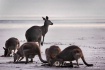 Kangaroos at Cape...