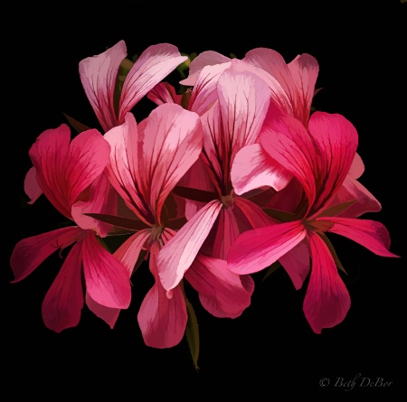 Rose Geranium