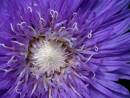 Aster Explosion
