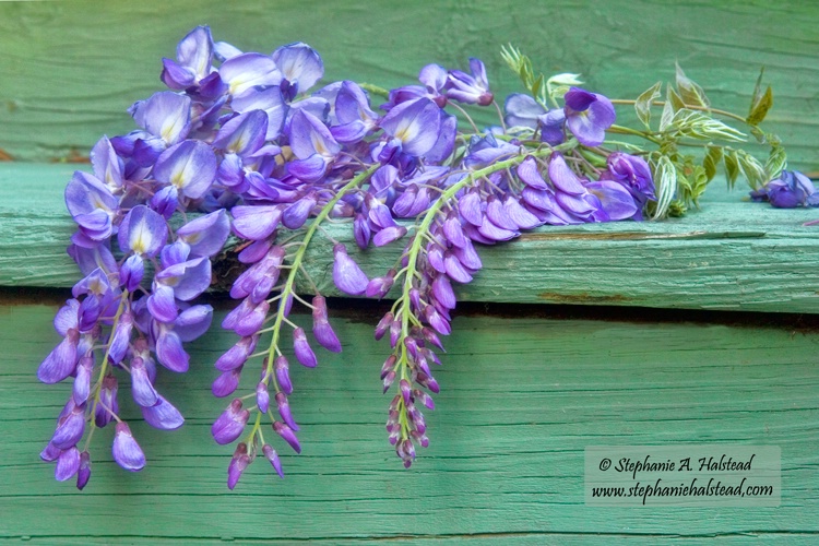 Wisteria on My Porch Step