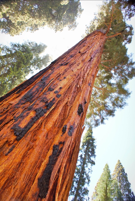 Sequoia Tree - Upward View