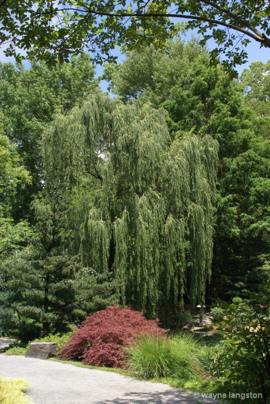 A weeping  willow