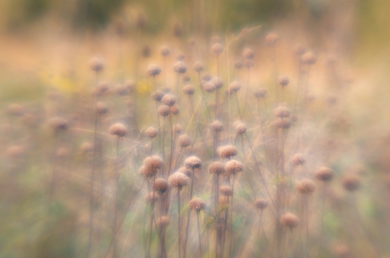 Autumn Field II - ID: 14529948 © Nora Odendahl