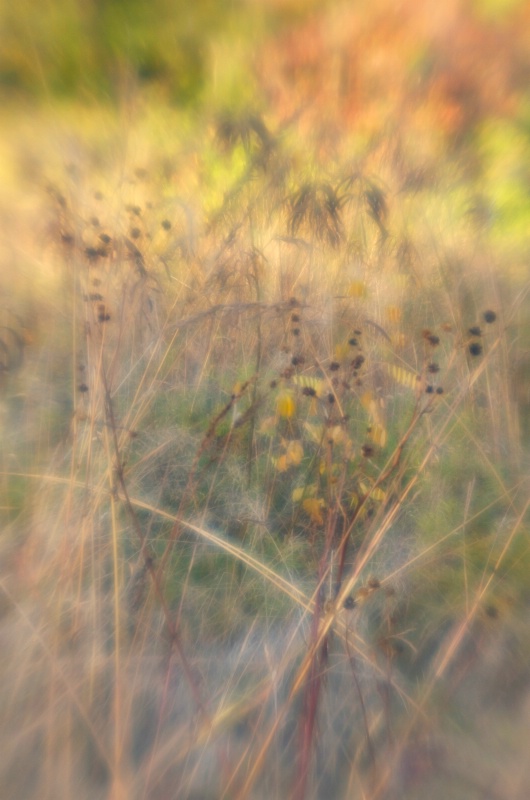 Autumn Field I - ID: 14529950 © Nora Odendahl