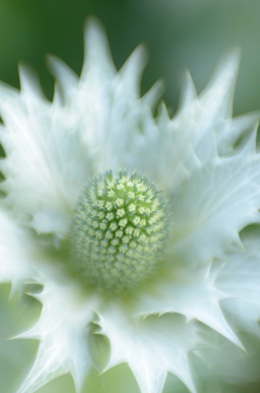 Flower, Cambridge Botanical Garden - ID: 14529951 © Nora Odendahl