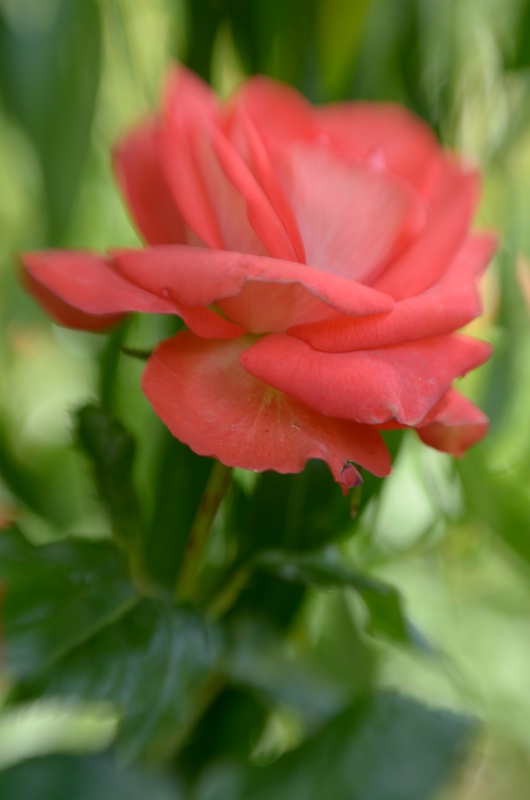 Rose, Queen Mary's Garden - ID: 14529953 © Nora Odendahl