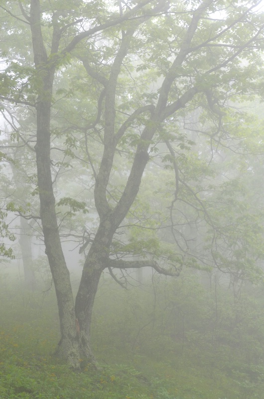 Tree in Fog, Shenandoah National Park - ID: 14529954 © Nora Odendahl