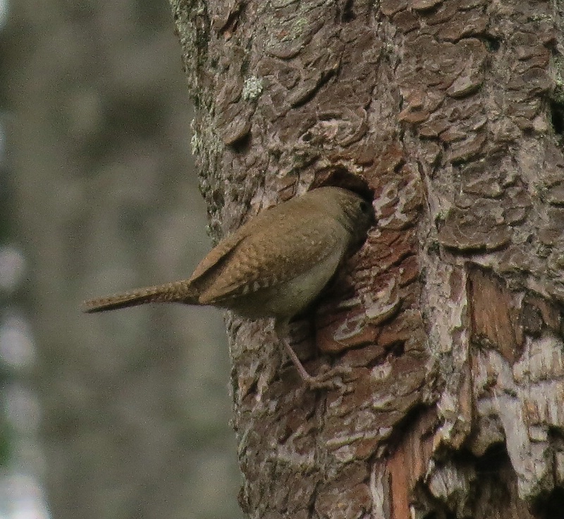 House Wren Bringing Food to Nest Hole - 2 - ID: 14529974 © John Tubbs