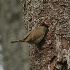 2House Wren Bringing Food to Nest Hole - 2 - ID: 14529974 © John Tubbs