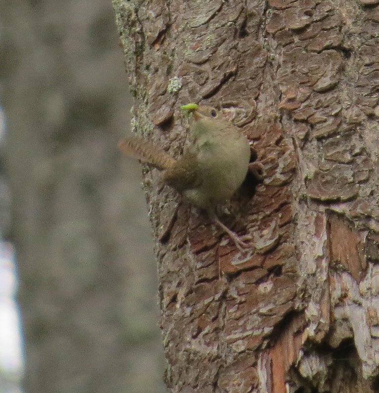 House Wren Bringing Food to Nest Hole - 1 - ID: 14529975 © John Tubbs