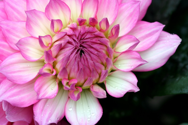 dahlia, in pink