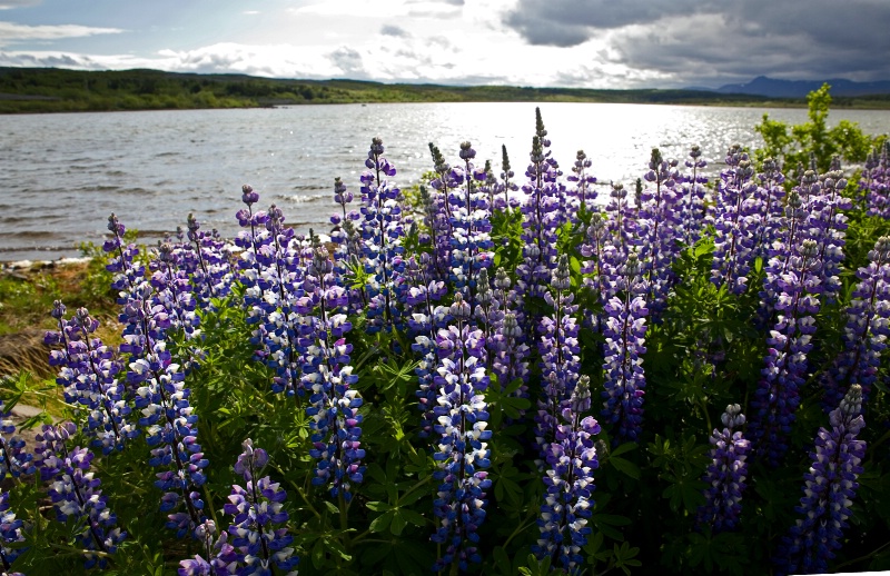 Lupine Landscape