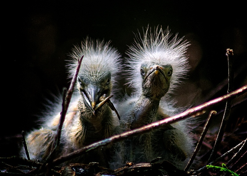 Double trouble!