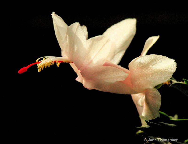 Blossom - Zygo Cactus