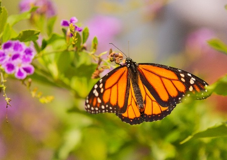 Butterfly Beauty