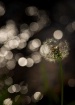 By the little cre...
