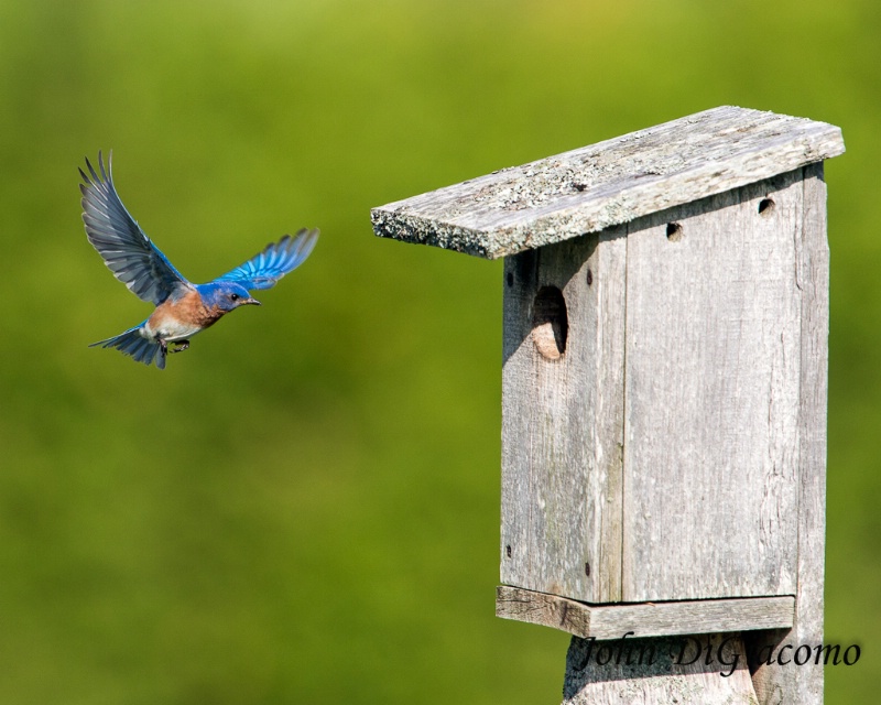 Blue Bird In Flight