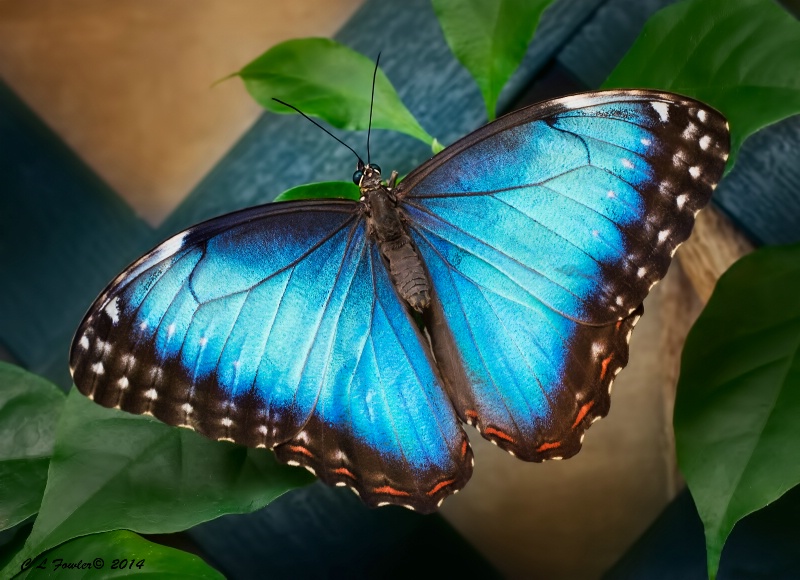 Blue Morpho Butterfly