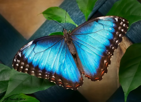 Blue Morpho Butterfly