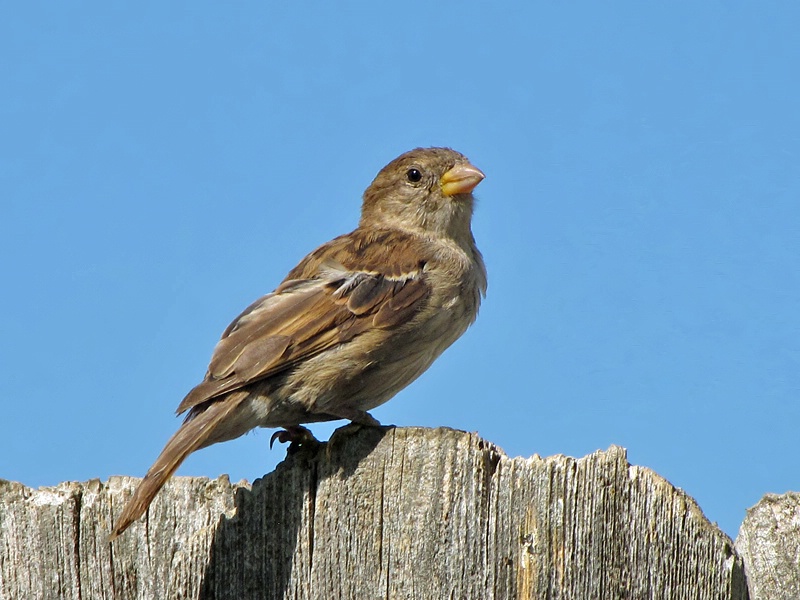 A Plain Bird