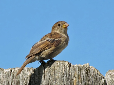 A Plain Bird
