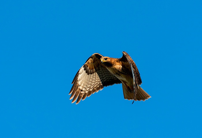 Red-Tail Hover