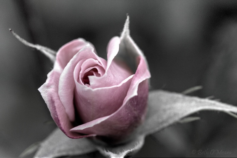A Rose is a Rose Enhanced Light - ID: 14538080 © Beth OMeara