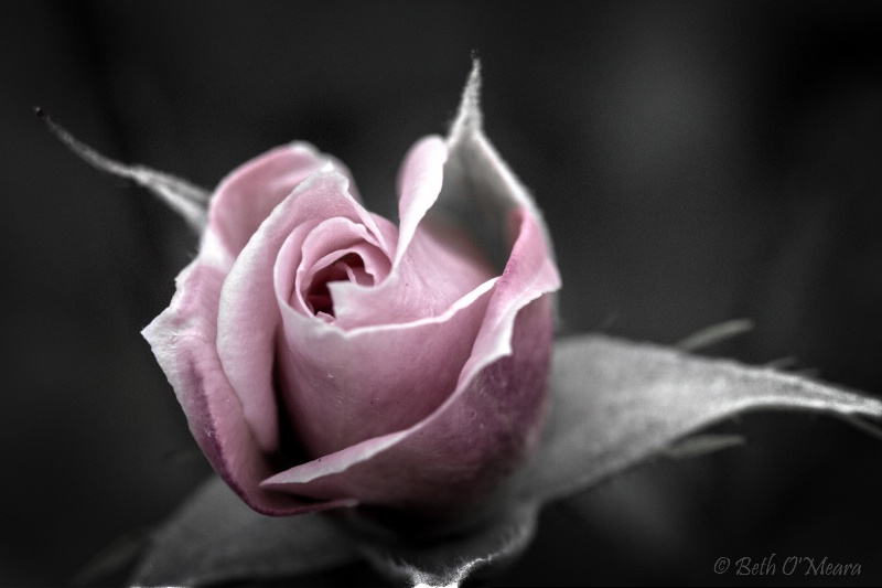 A Rose is a Rose Enhanced Dark - ID: 14538082 © Beth OMeara