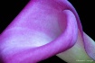 Purple Gem
