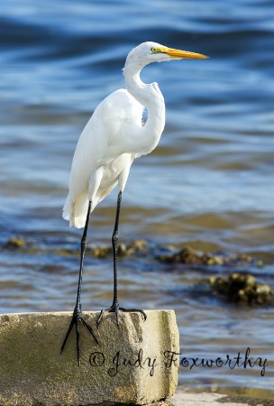 Great White Egret