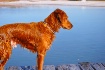 Wet Dog