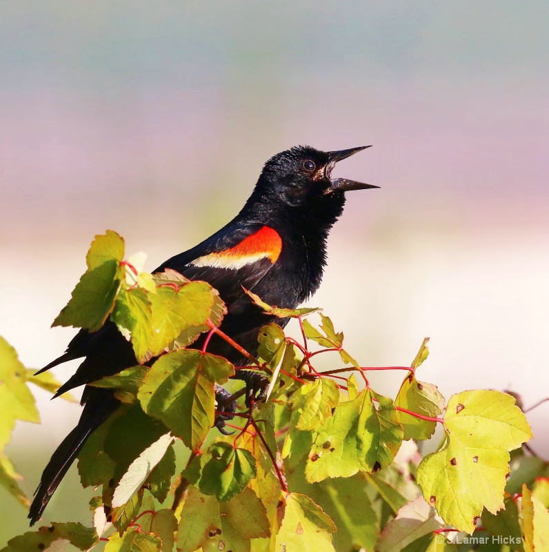 Eastern BLK-Bird-Singing Pose