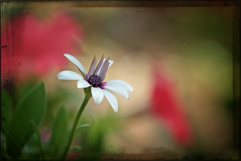 newborn African daisy 