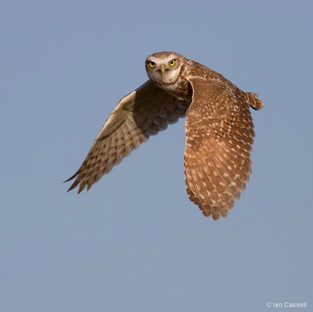 Burrowing Owl in flight