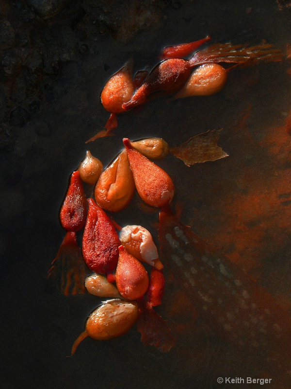 Tidepool - ID: 14539106 © J. Keith Berger