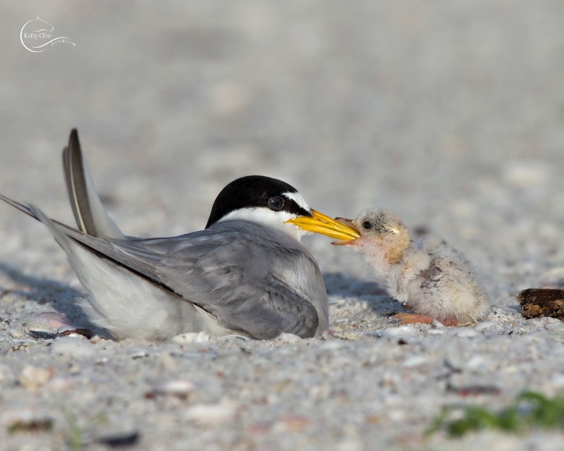 Feeding baby least tern