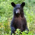 © Thomas A. Statas PhotoID # 14539210: shenandoah 2014 8 of 46