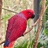 2Eclectus Parrot - ID: 14539272 © Zelia F. Frick