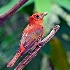 2Summer Tanager - ID: 14539273 © Zelia F. Frick