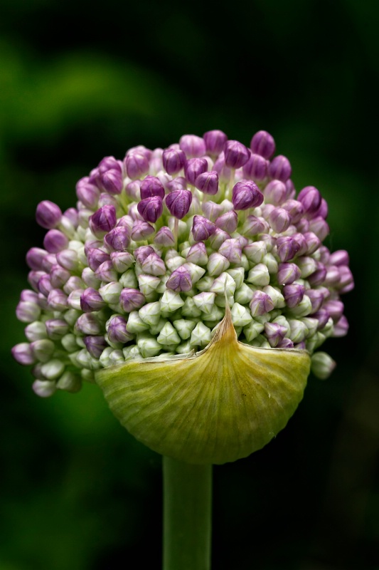 Allium Almost