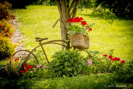  Pedal power in the flowers img 6765