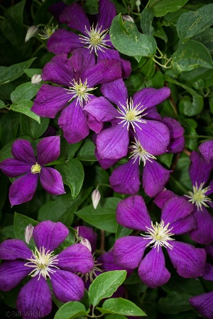 Climbing Clematis