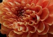 Dahlia sphere