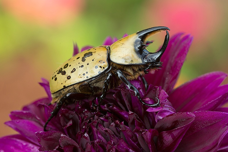 Rhinoceros Beetle