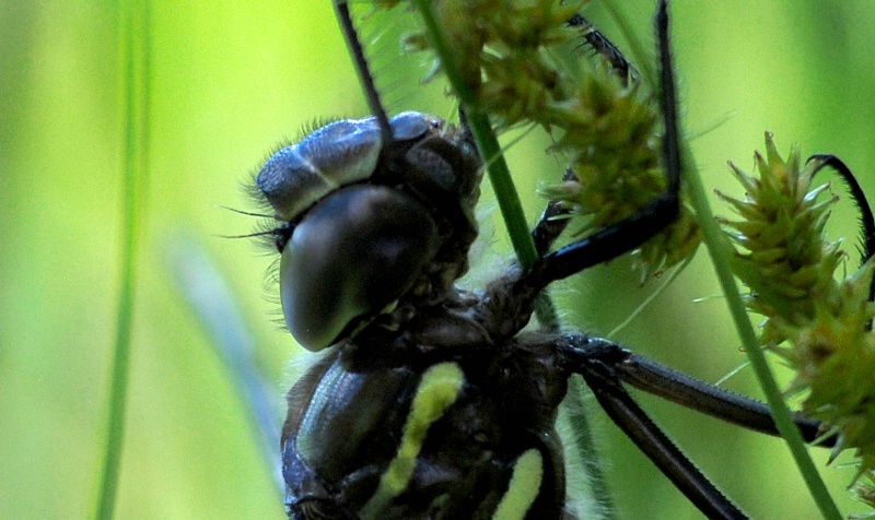 day old dragonfly
