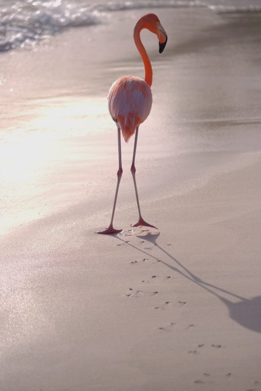 Flamingo in Aruba