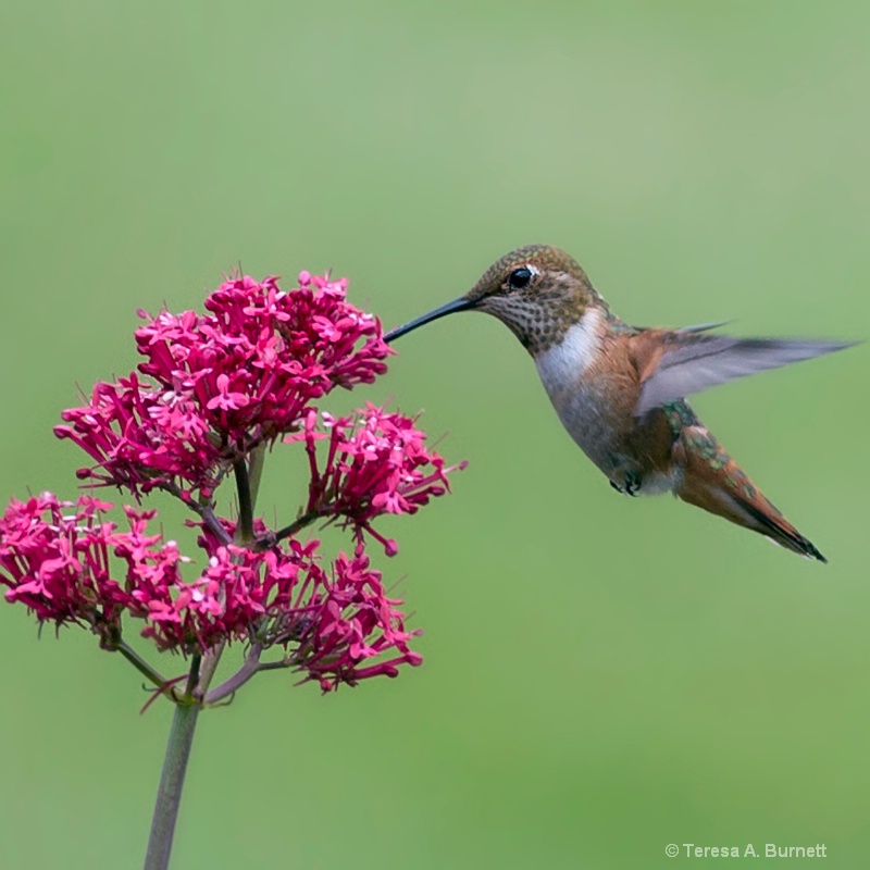 The Hover and Slurp Maneuver