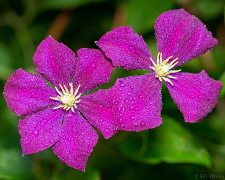 Clematis Blossoms